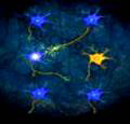New Neural Connections